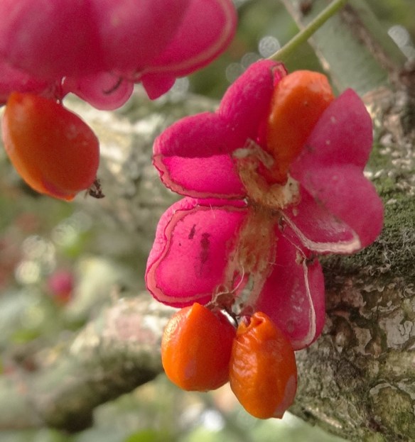 Wilde kardinaalsmuts  Euonymus 