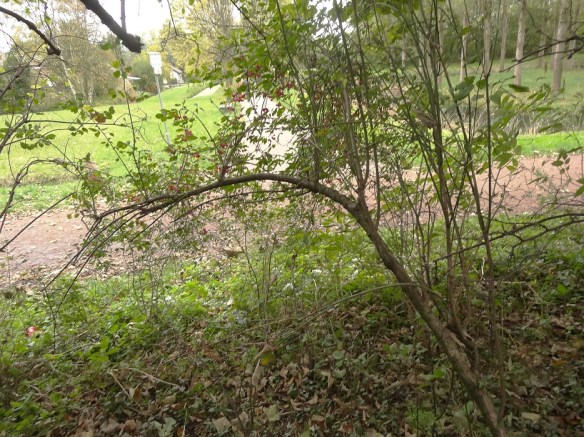 Wilde kardinaalsmuts  Euonymus europaeus