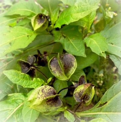 Zegekruid Nicandra physalodes