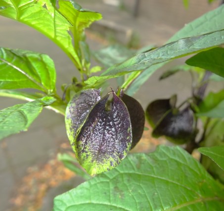 Zegekruid Nicandra physalodes