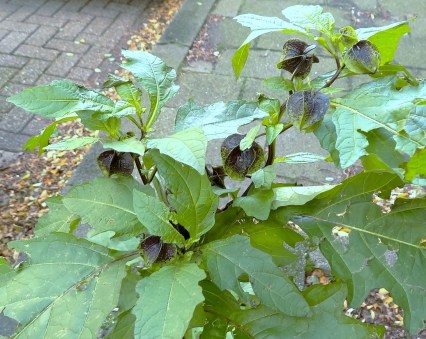 Zegekruid Nicandra physalodes