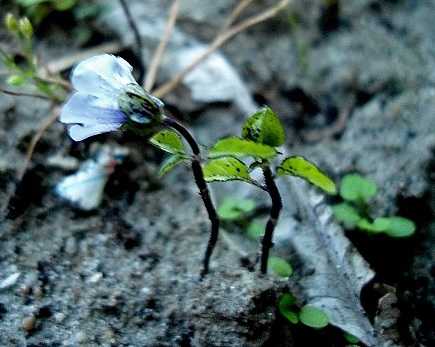 Zegekruid Nicandra physalodes