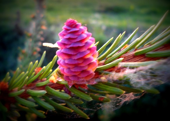 Fijnspar bloem vrouwelijke