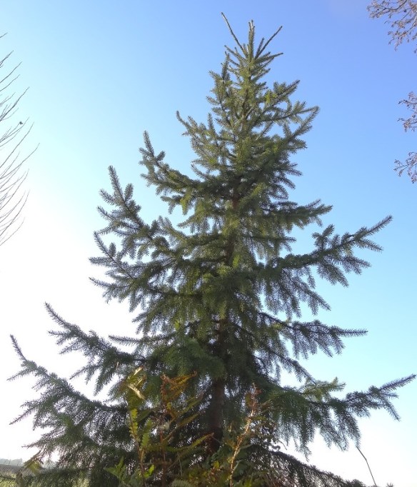 Fijnspar Picea abies Kerstboom