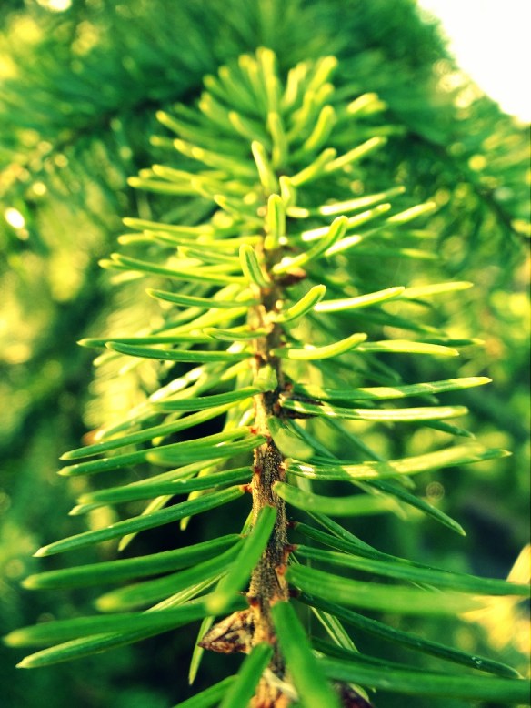 Fijnspar Picea abies naald