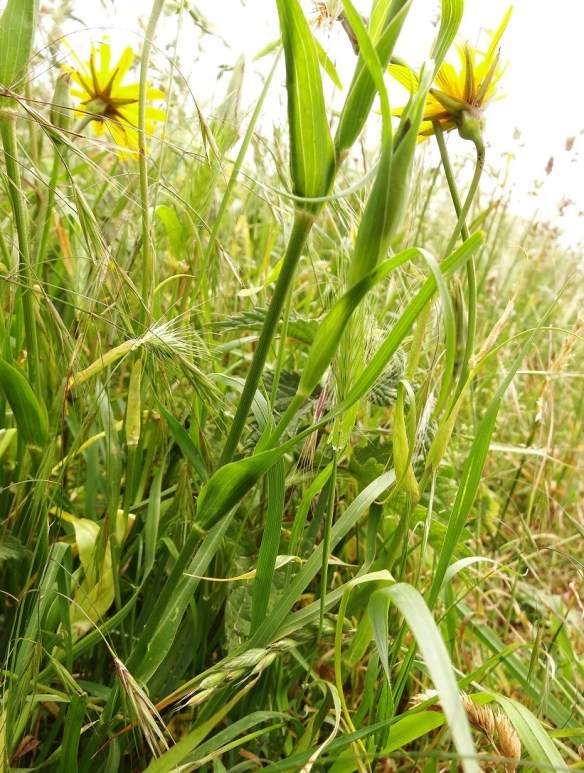 Oosterse morgenster Tragopogon pratensis subsp. orientalis blad