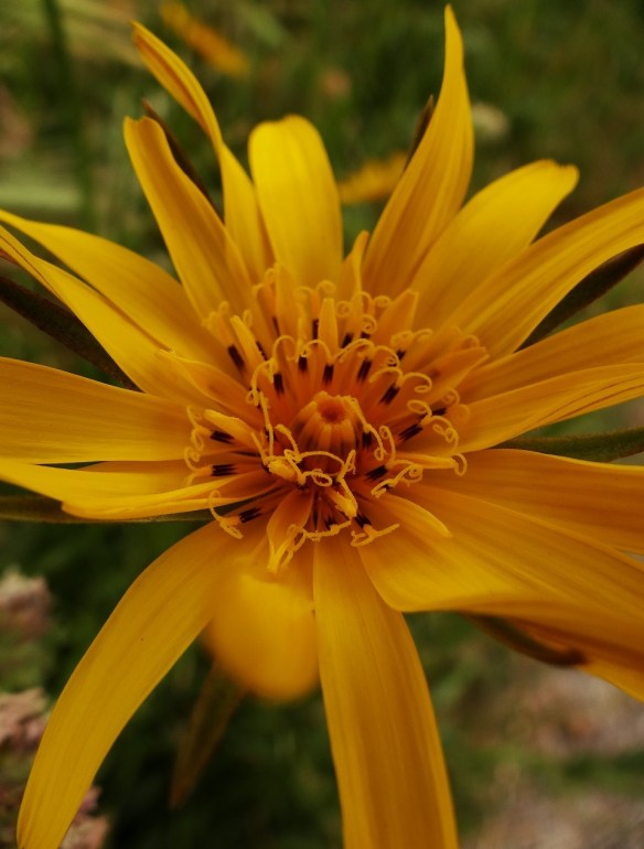 Oosterse morgenster Tragopogon pratensis subsp. orientalis