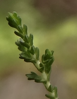 Struikhei Calluna vulgaris (blad)