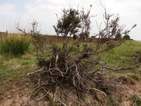 Struikhei Calluna vulgaris
