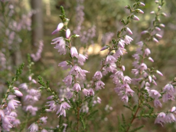 Struikheide Calluna vulgaris