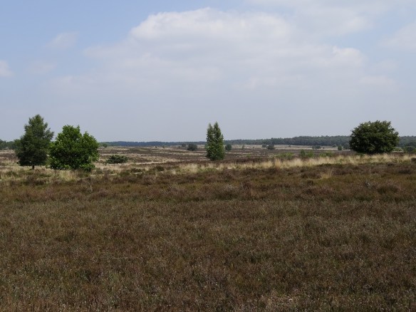 Struikheide Heideveld