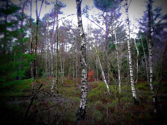 Berkenbos - Ruwe berk – Betula pendula (Silver Birch)