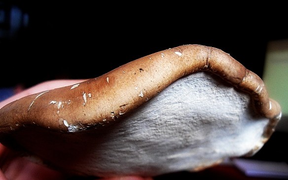 Berkendoder Piptoporus betulinus 