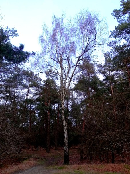 Ruwe berk Betula pendula