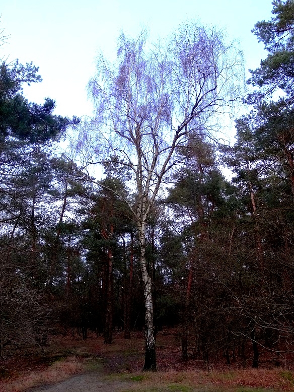 Ruwe berk Betula pendula