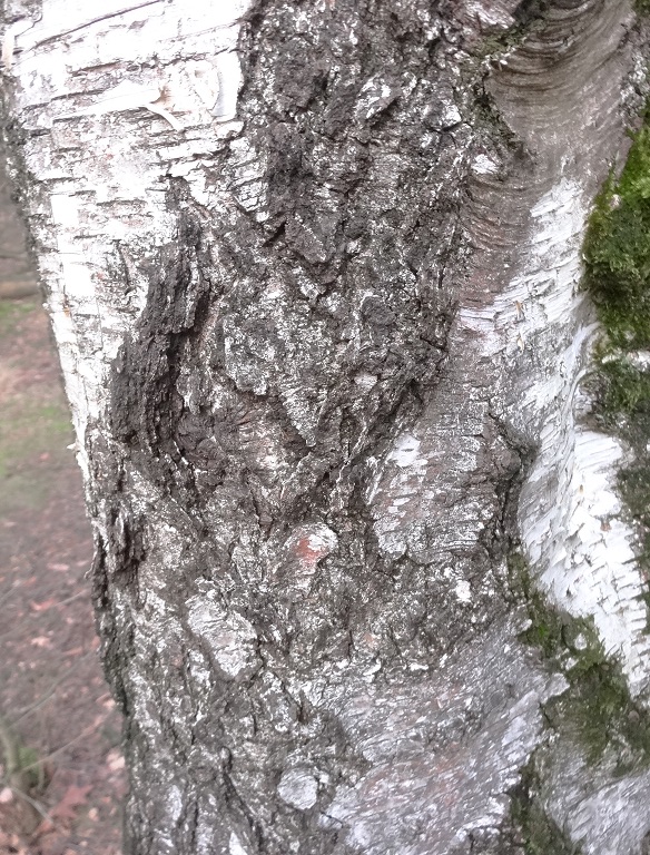 Ruwe berk Betula pendula