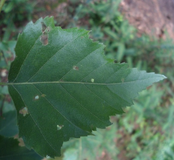 Ruwe berk Betula pendula 