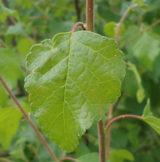 Zachte berk Betula pubescens