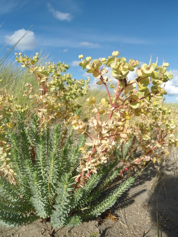 Zeewolfsmelk Euphorbia paralias