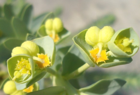 Zeewolfsmelk – Euphorbia paralias (Sea Spurge) bloem