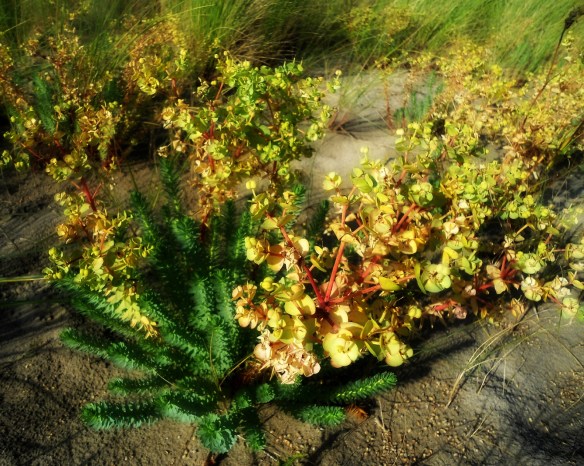 Zeewolfsmelk – Euphorbia paralias (Sea Spurge)