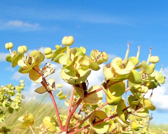 Zeewolfsmelk zaadjes