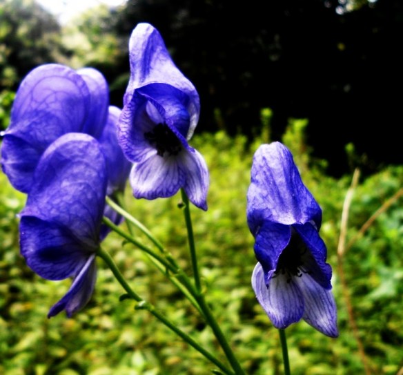 Blauwe monnikskap Aconitum napellus