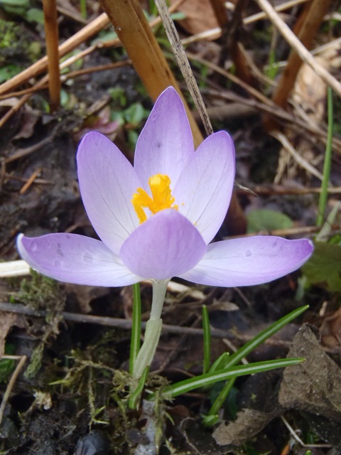 Bonte krokus Crocus vernus