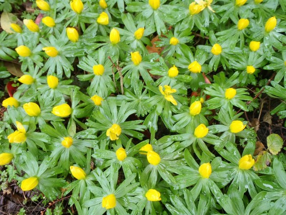 Winterakoniet - Eranthis hyemalis (Winter Aconite)