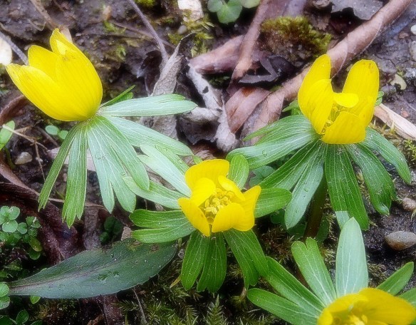 Winterakoniet - Eranthis hyemalis (Winter Aconite)