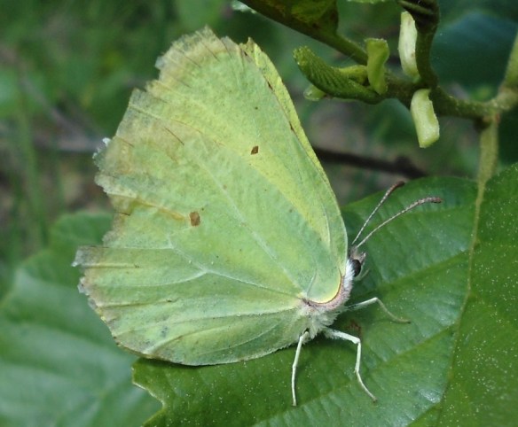 Citroenvlinder