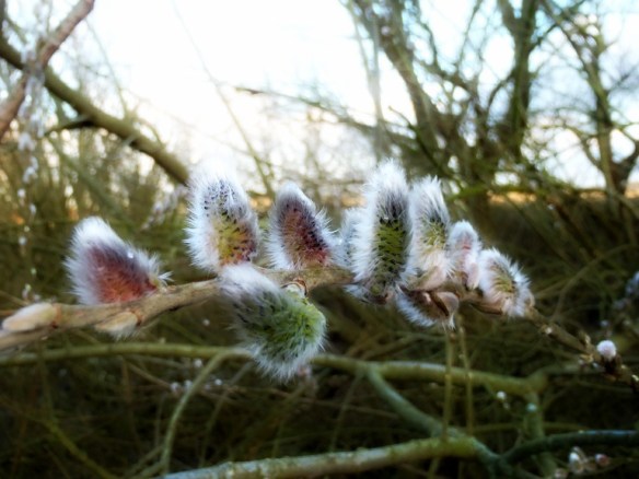 Katwilg - Salix viminalis (Basket willow)