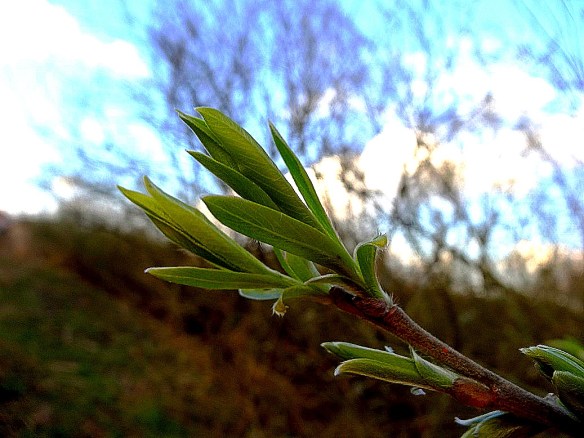 Katwilg - Salix viminalis (Basket willow)
