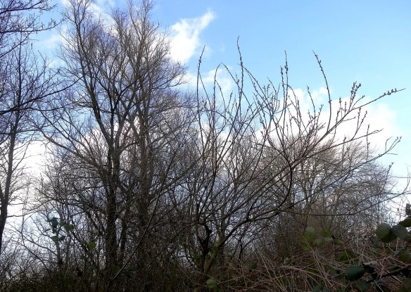 Katwilg - Salix viminalis (Basket willow) Aan bosrand
