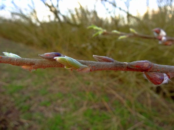 Katwilg - Salix viminalis (Basket willow)