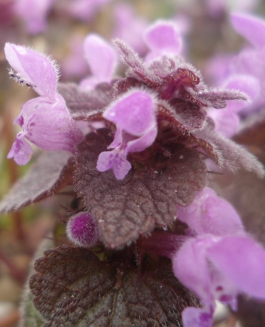 Paarse dovenetel Lamium purpureum