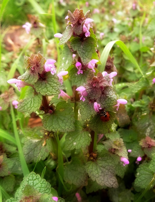 Paarse dovenetel Lamium purpureum (Red Dead-nettle)
