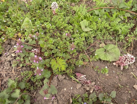 Paarse dovenetel Lamium purpureum (Red Dead-nettle)