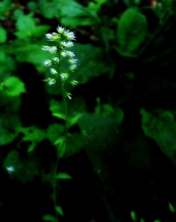 Zinkboerenkers - Thlaspi caerulescens subsp. Calaminare (Pennycress)