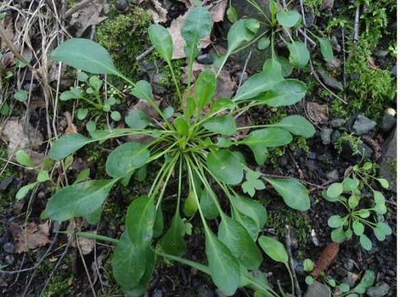 Zinkboerenkers - Thlaspi caerulescens subsp. Calaminare (Pennycress)