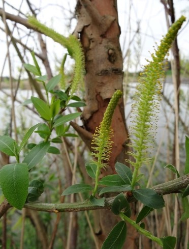 Amandelwilg Salix triandra herkenning