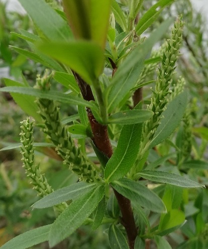 Amandelwilg Salix triandra katjes