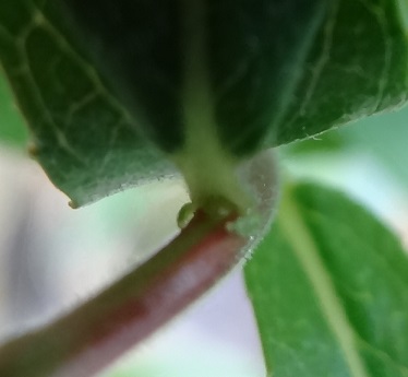 Amandelwilg Salix triandra kliertjes