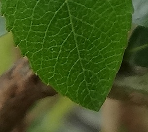 Amandelwilg Salix triandra nervatuur