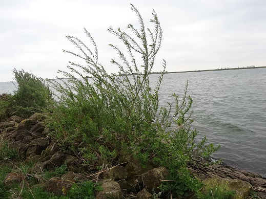 Amandelwilg Salix triandra totaalbeeld