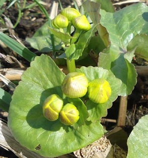 Bloemknop Gewone dotterbloem Caltha palustris