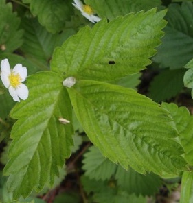 Bosaardbei blad