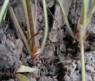 Bosaardbei Fragaria vesca  wortels