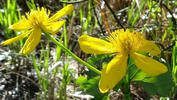 Caltha palustris Gewone dotterbloem bloem en blad