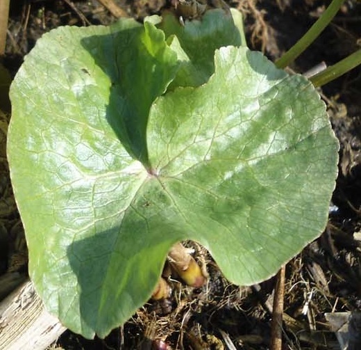 Gewone dotterbloem Caltha palustris blad